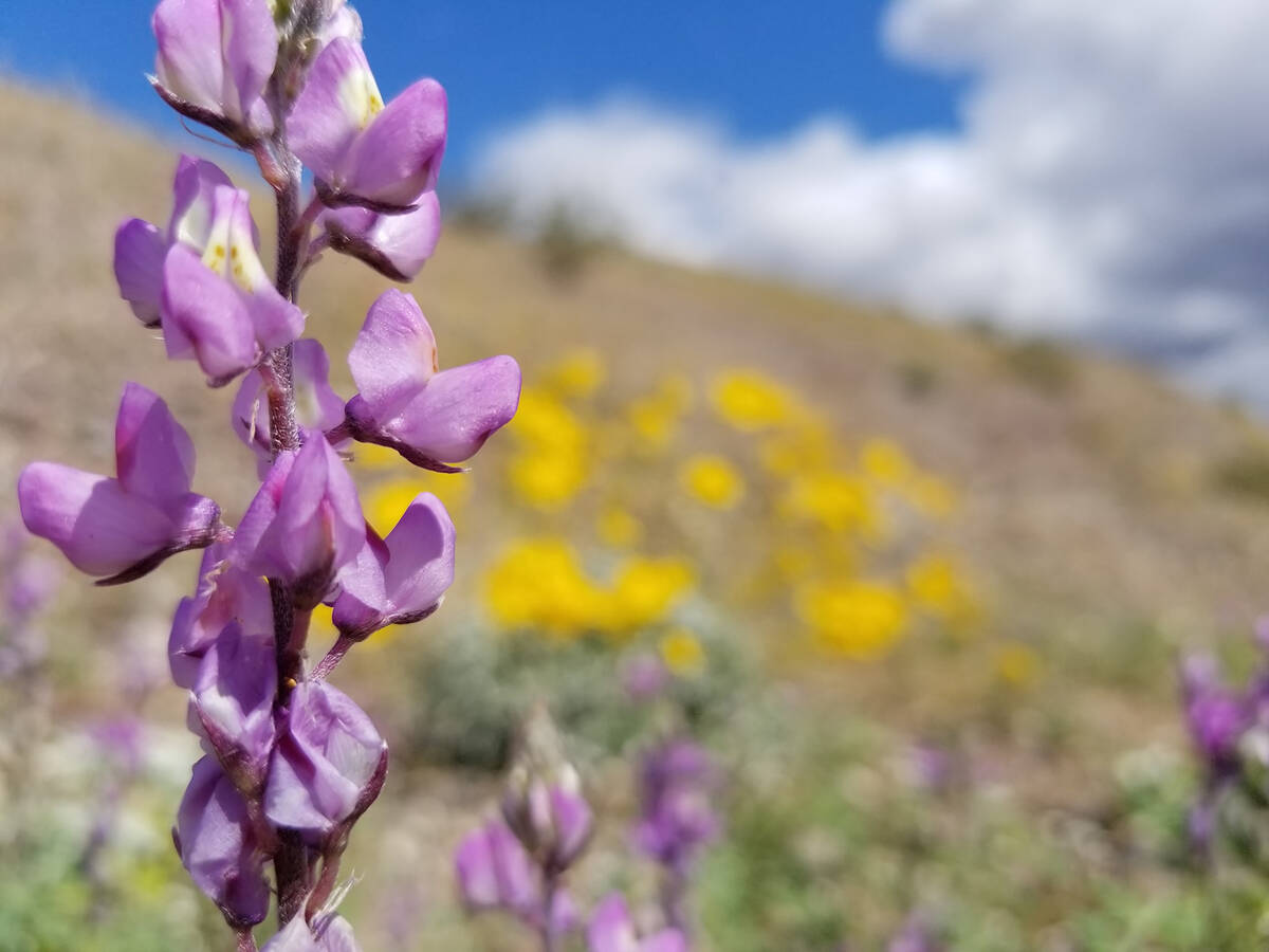 Lupine and brittlebush blooming during a previous spring along the roads that lead to coves on ...
