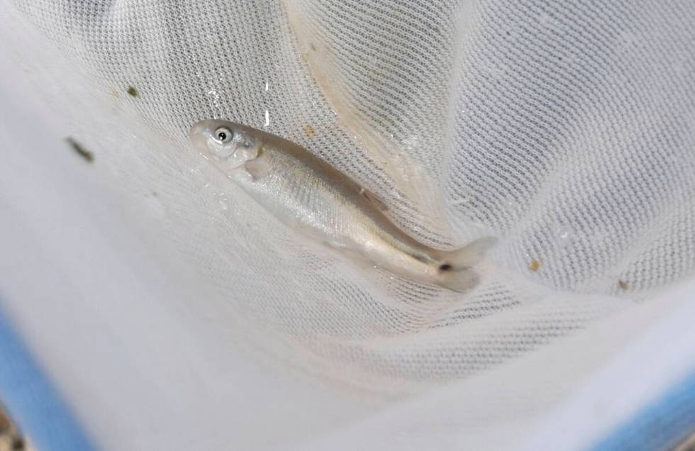A Moapa dace is seen in a net before being released into Pederson Spring on June 27, 2023, at W ...