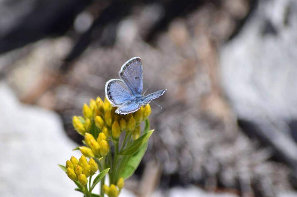 A male Mount Charleston blue butterfly collects nectar from a rock goldenrod flower in this und ...