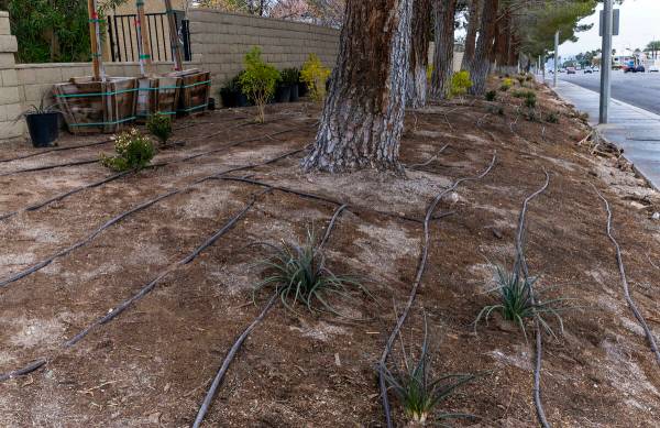 A crew from Park West is lays down irrigation lines for new desert landscaping, plants and tree ...