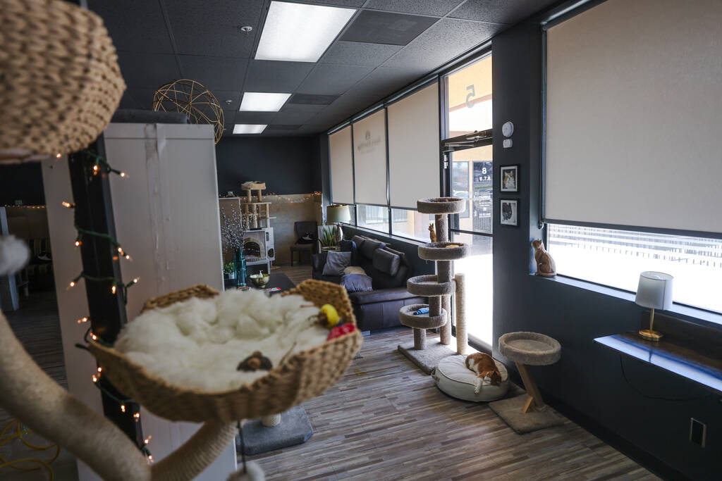 Washington sleeps by the window at Hearts Alive Village Cat Cafe, where guests can spend time w ...