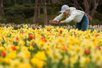 FILE - Dori Wright makes photos of flowers blooming during warm water at the Dallas Arboretum a ...
