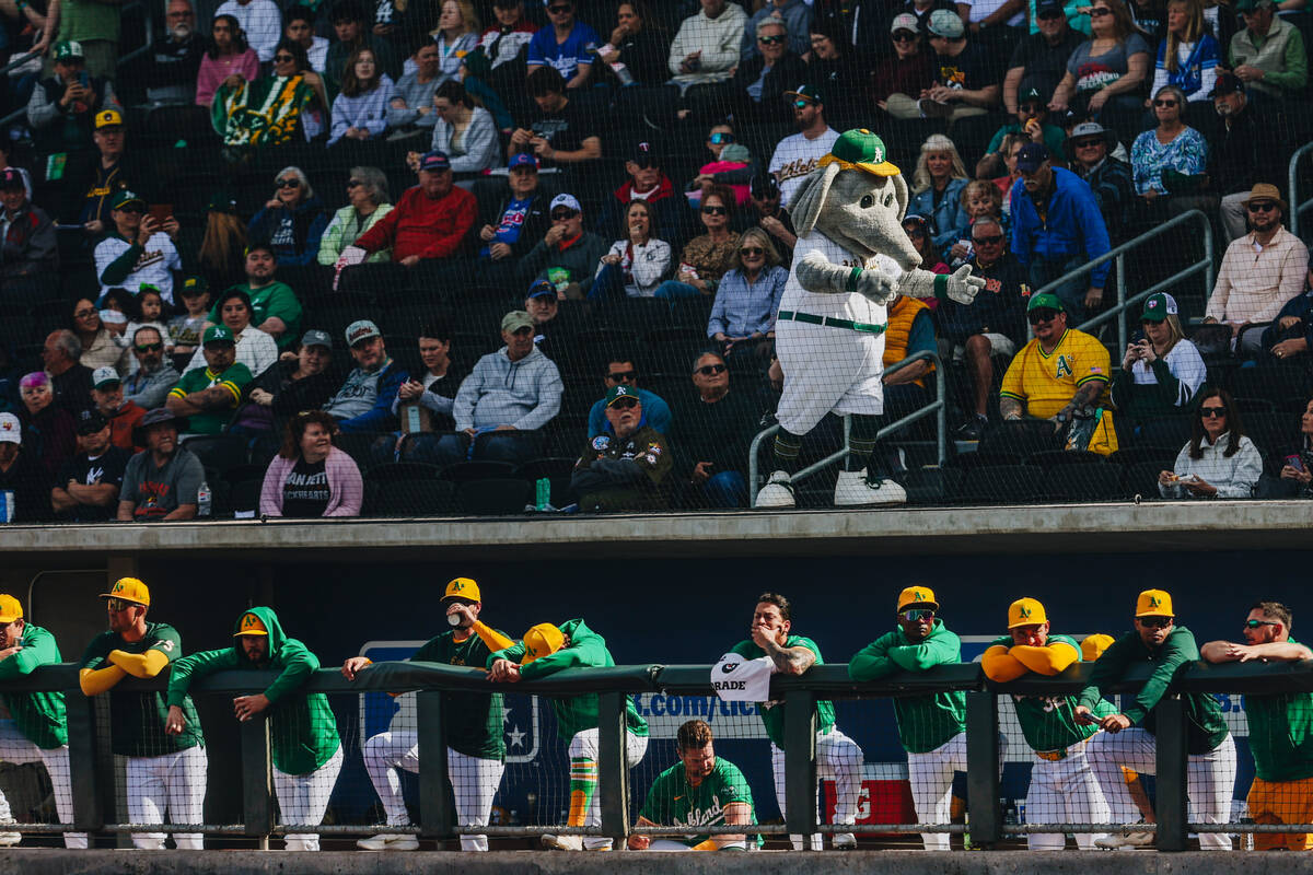 Oakland A’s mascot Stomper stands on top of his teams’ dug out to get fans pumped ...