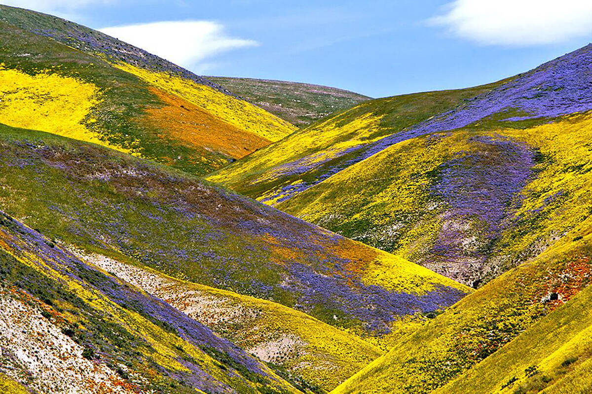 The Carrizo Plain superbloom on April 16, 2017. (Raul Roa/Los Angeles Times/TNS)