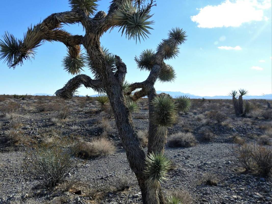 The proposed site for the Rough Hat Clark Solar Project is seen in a provided photo. (Basin and ...