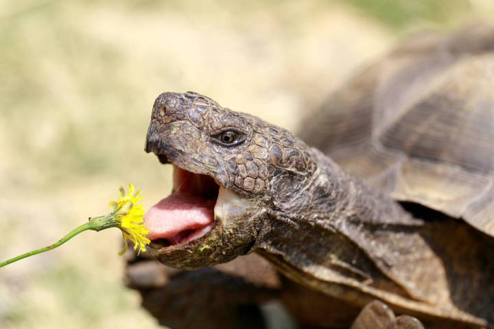 The Rough Hat Clark County Solar Project would disrupt an estimated 114 desert tortoises that l ...