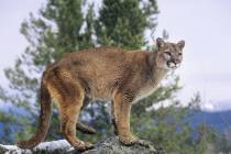 A mountain lion in the wild. (Dreamstime/TNS)