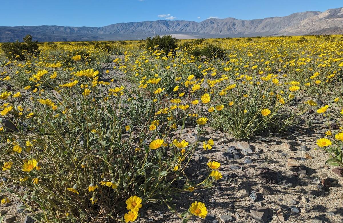 Bright yellow desert gold is covering the desert in Panamint Valley. (Carolyn Mills/Great Basin ...