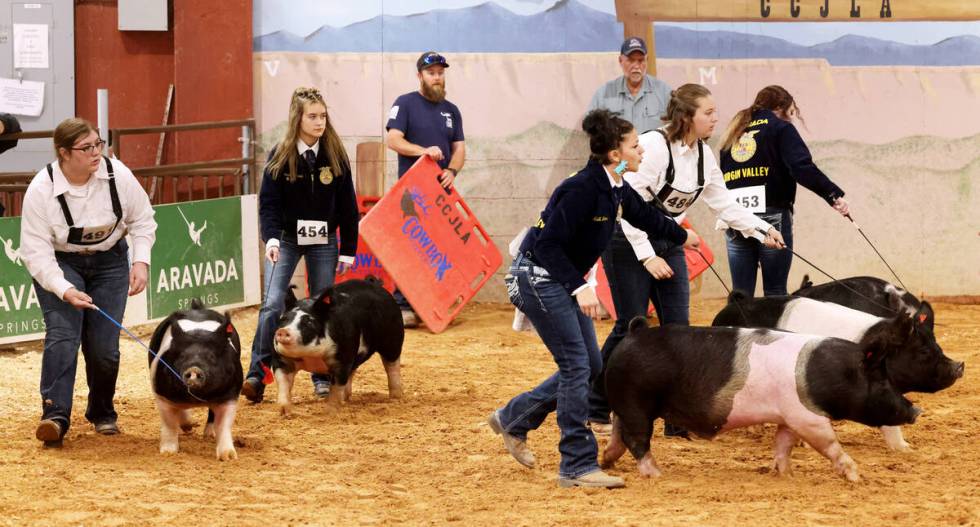 Competitors show market swine during Senior Showmanship at Clark County Fair and Rodeo in Logan ...