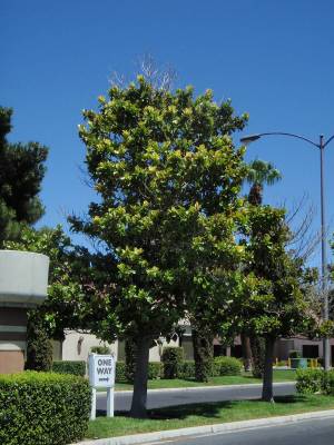 This southern magnolia is planted in a lawn area because it needs water -- lots of it. But this ...