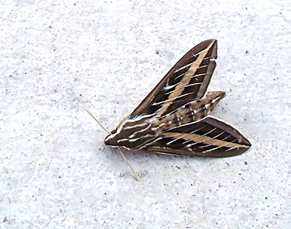 The tomato hornworm transforms into a hummingbird moth (or sphinx moth) as an adult. (Bob Morris)