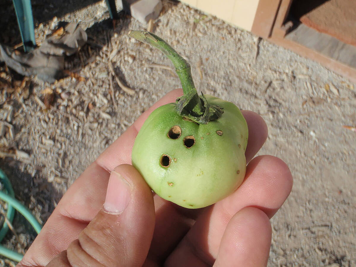 Damage caused by a tomato fruit worm, aka corn earworm. (Bob Morris)