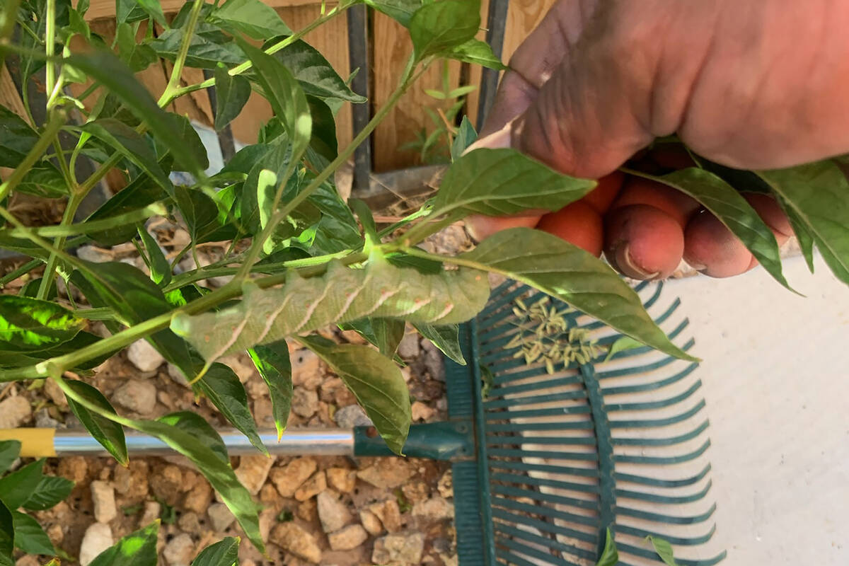 Overlook tomato hornworm larvae when they are smaller and harder to find and they'll soon grow ...