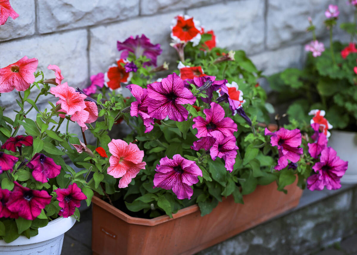 Petunias are not known for handling summer heat. They typically prefer cooler temperatures. (Ge ...