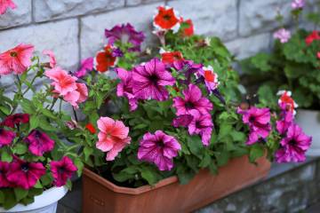 Petunias are not known for handling summer heat. They typically prefer cooler temperatures. (Ge ...