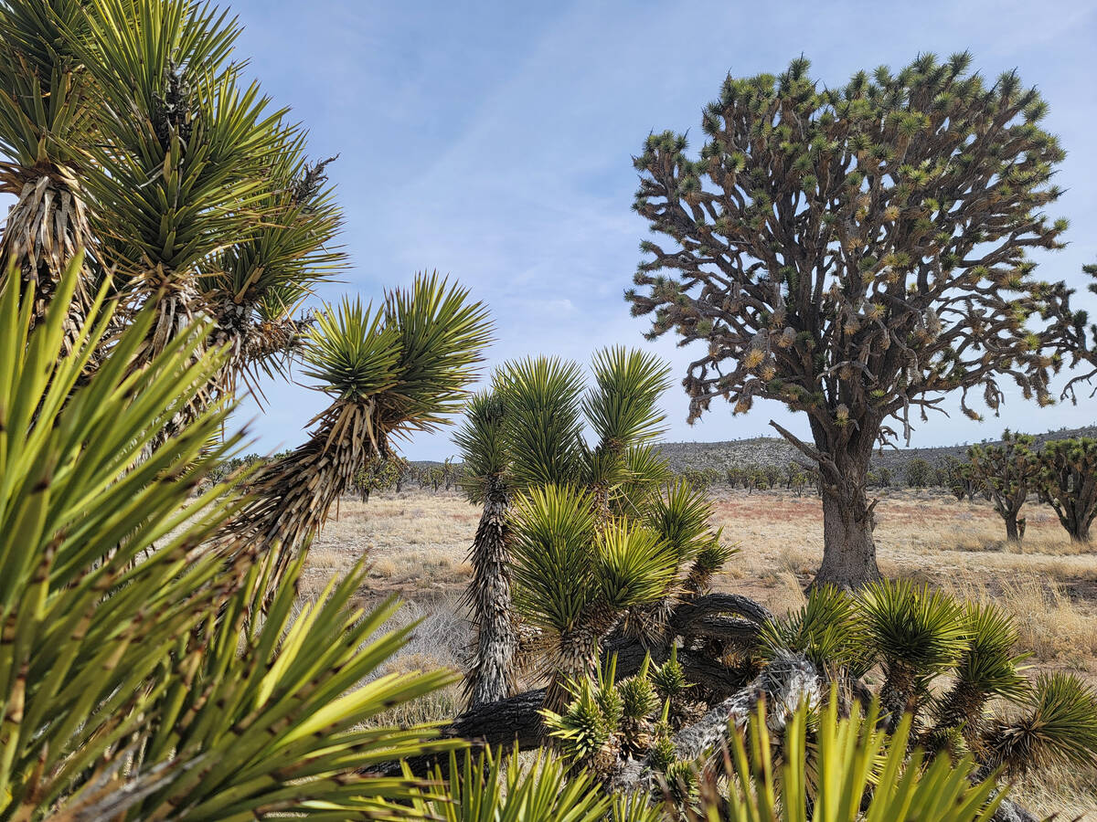 The “Monument” is believed to be the largest Joshua tree in Nevada. The tree live ...