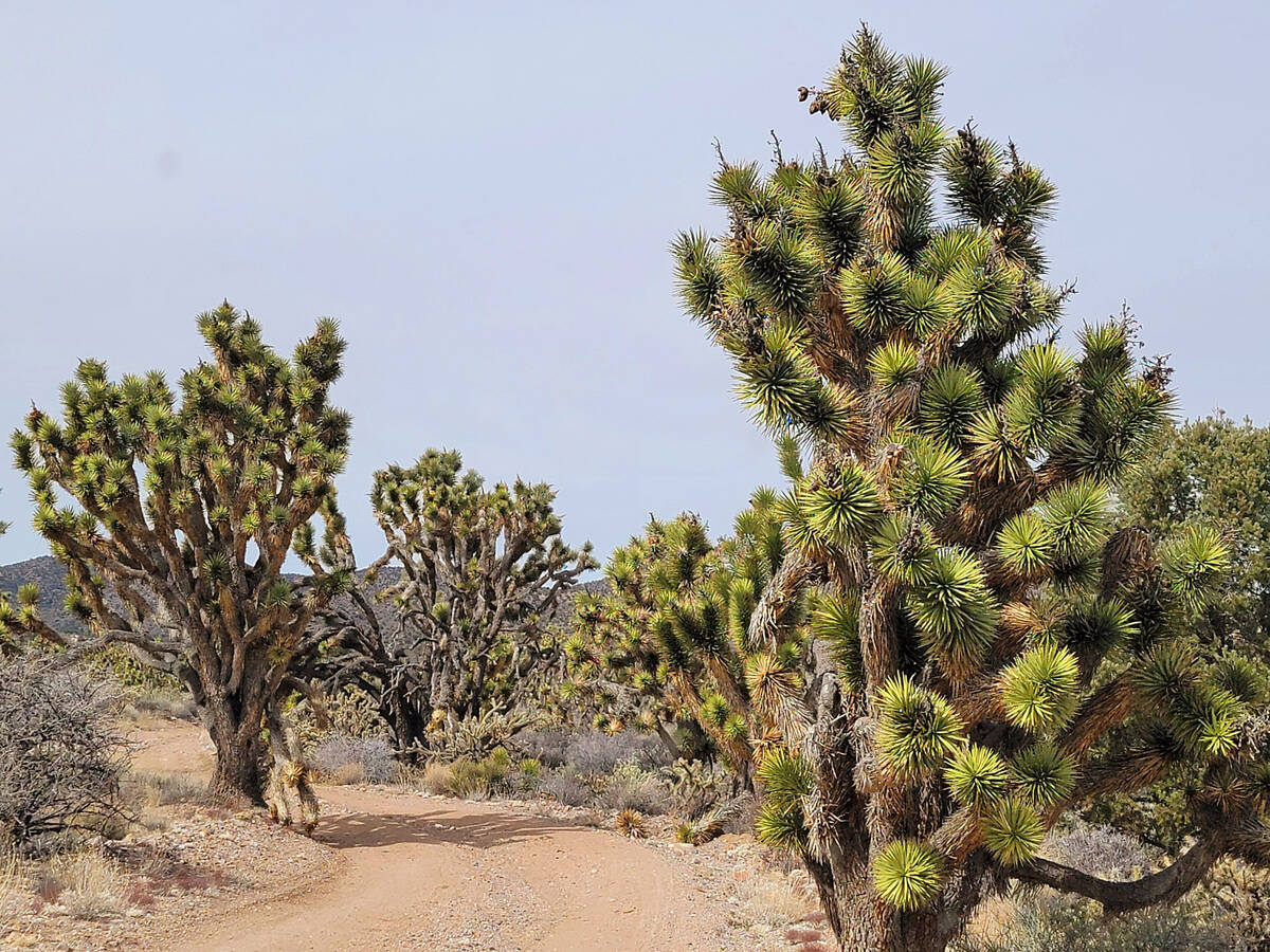 Joshua trees line sections of the dirt road to Pine Spring, a back-country area in the McCullou ...