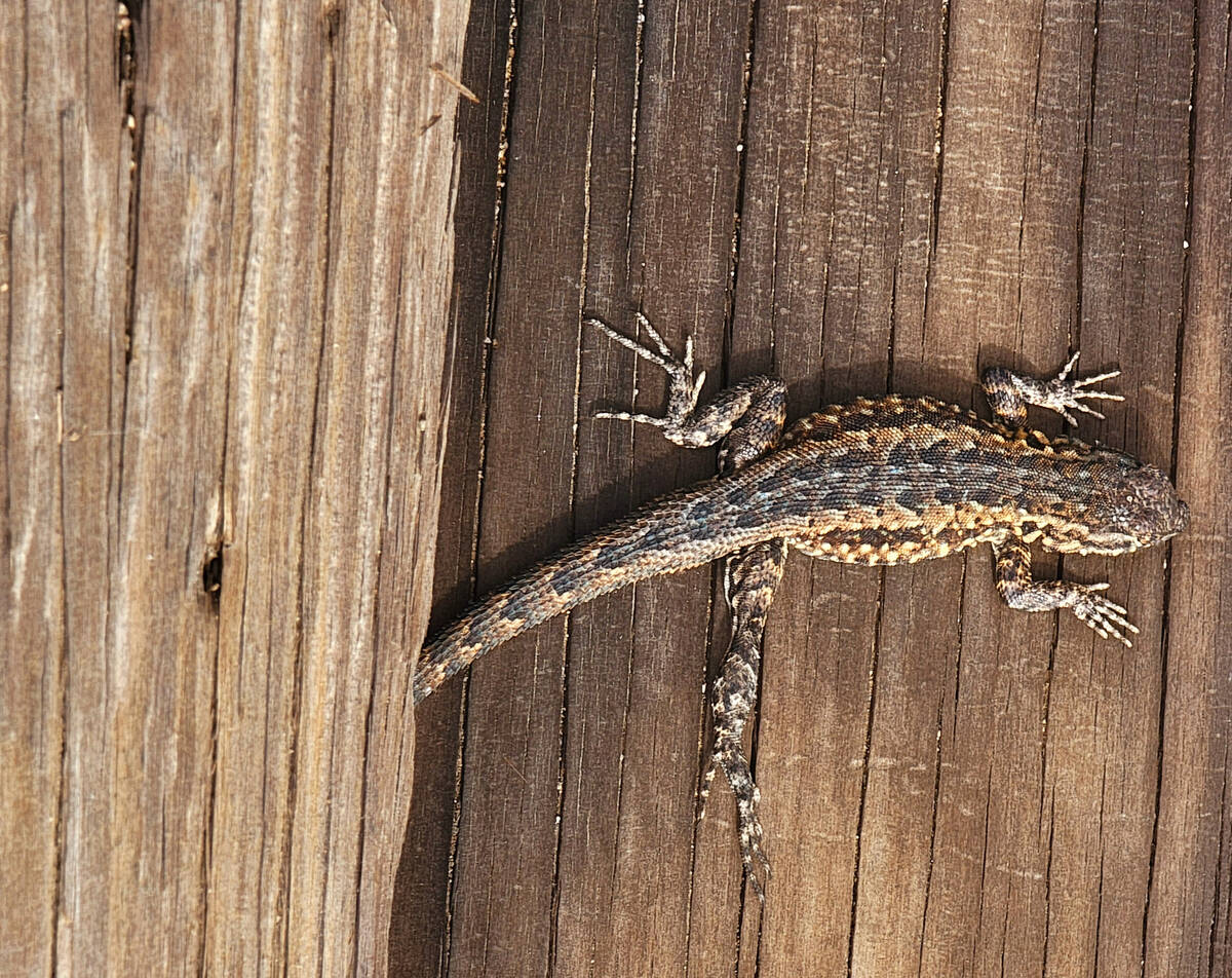 A lizard climbs on wood fencing found at Pine Spring in the area of Wee Thump and Pine Spring r ...