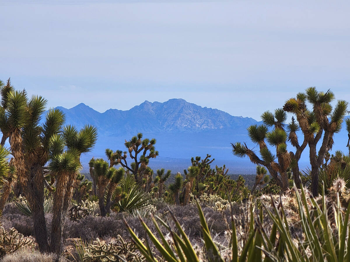 With Joshua trees, chollas and yuccas growing in the foreground, Spirit Mountain (or Avi Kwa A ...