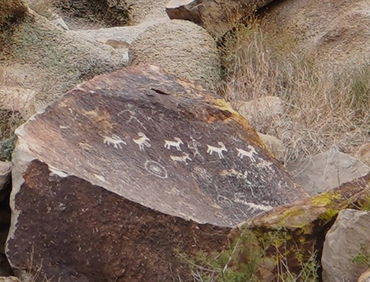 Images of bighorn sheep have been etched into rock at Grapevine Canyon, which is packed with pa ...