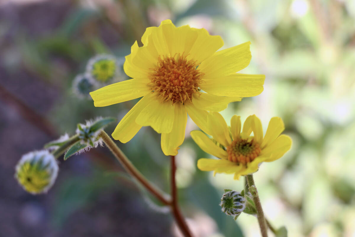 Desert gold wildflowers bloom at the north end of Ash Meadows National Wildlife Refuge in Amarg ...