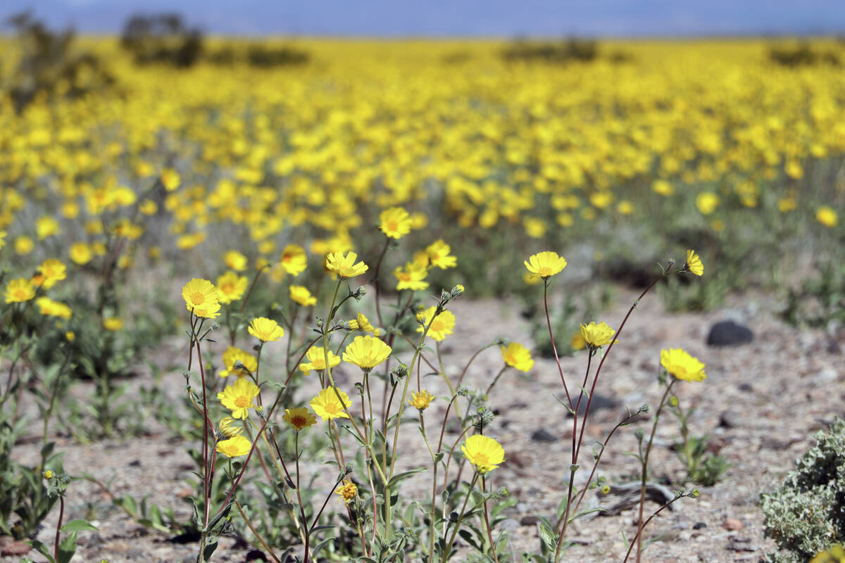 Desert gold wildflowers bloom at the north end of Ash Meadows National Wildlife Refuge in Amarg ...