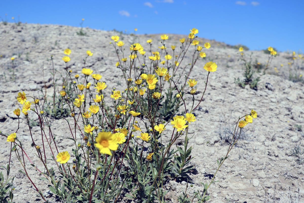 Desert gold wildflowers bloom at the north end of Ash Meadows National Wildlife Refuge in Amarg ...