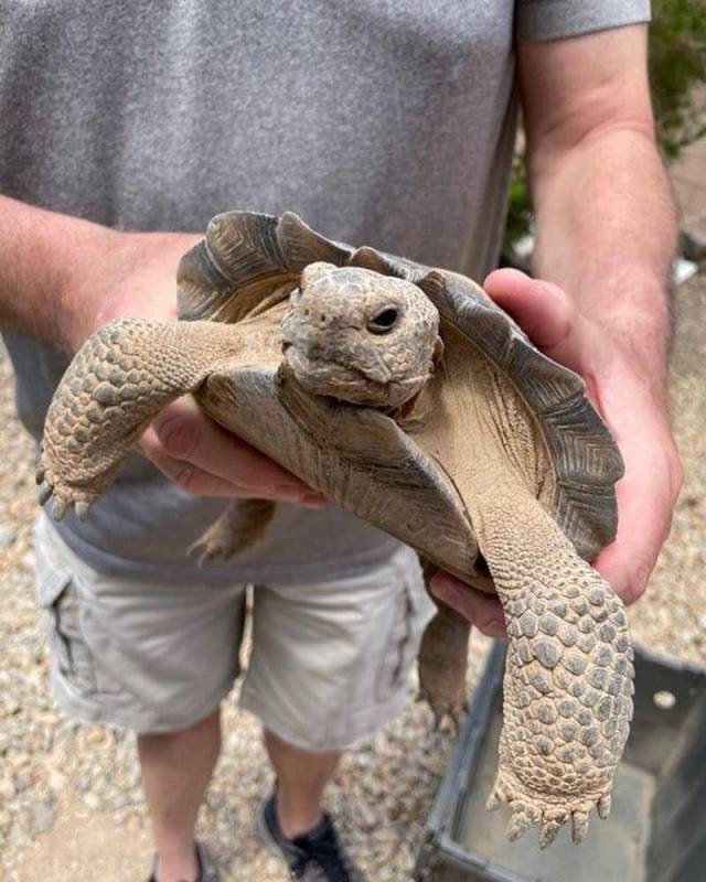 Tulip the tortoise. (Courtesy/Opportunity Village)