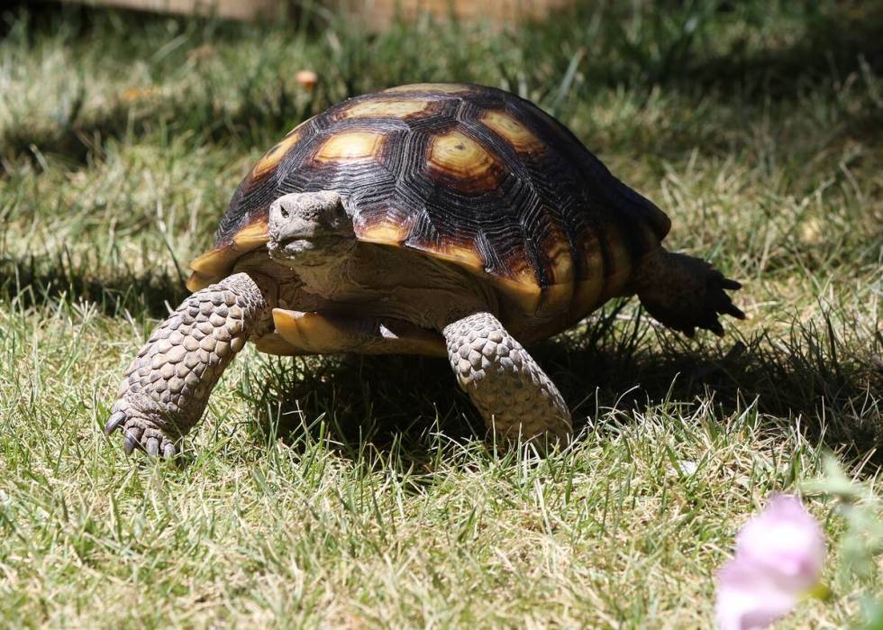 Carson, an 11-year-old desert tortoise, checks out his new digs at the Governor's Mansion in Ca ...