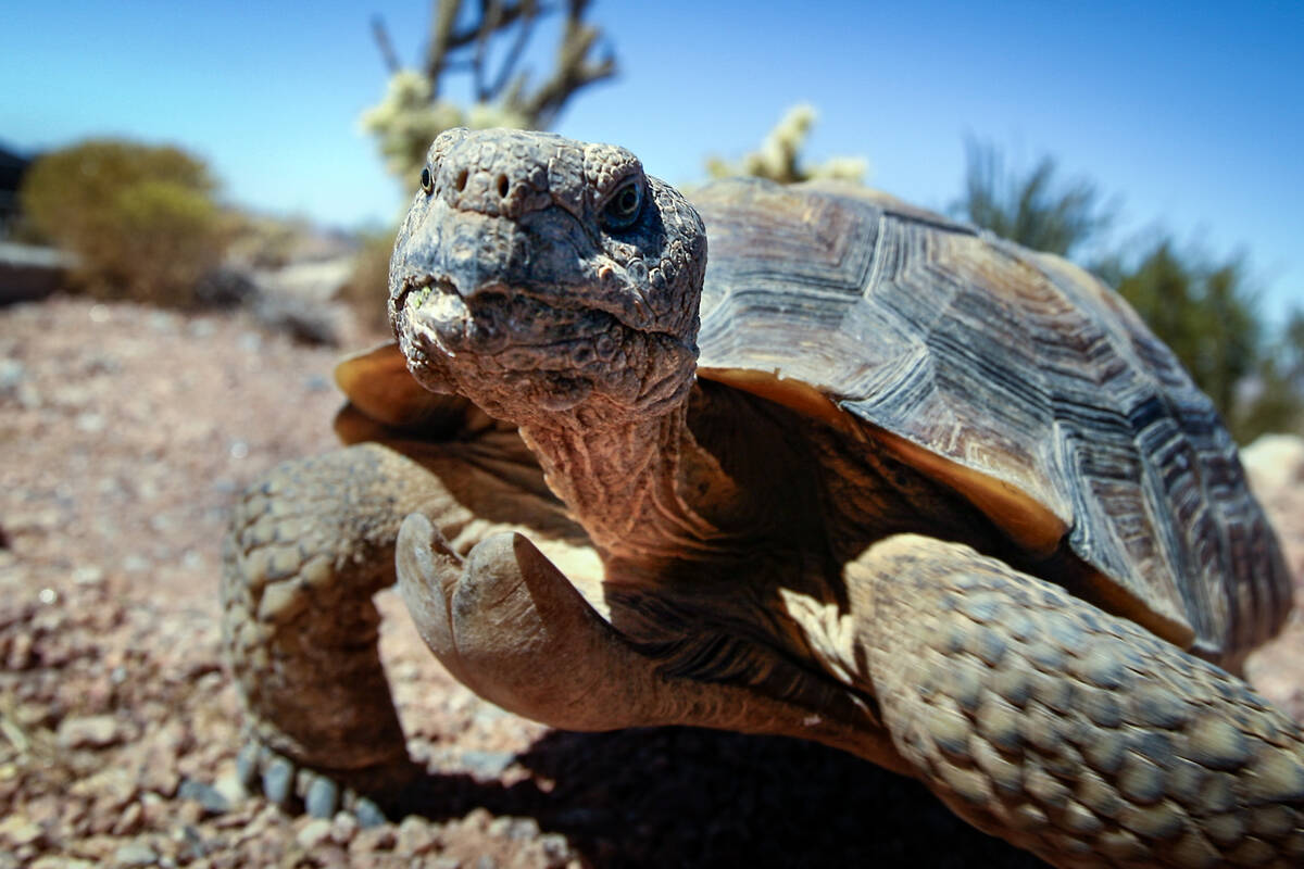 Mojave Max roams the Desert Tortoise Conservation Center in Las Vegas, Thursday Sept. 24, 2009. ...