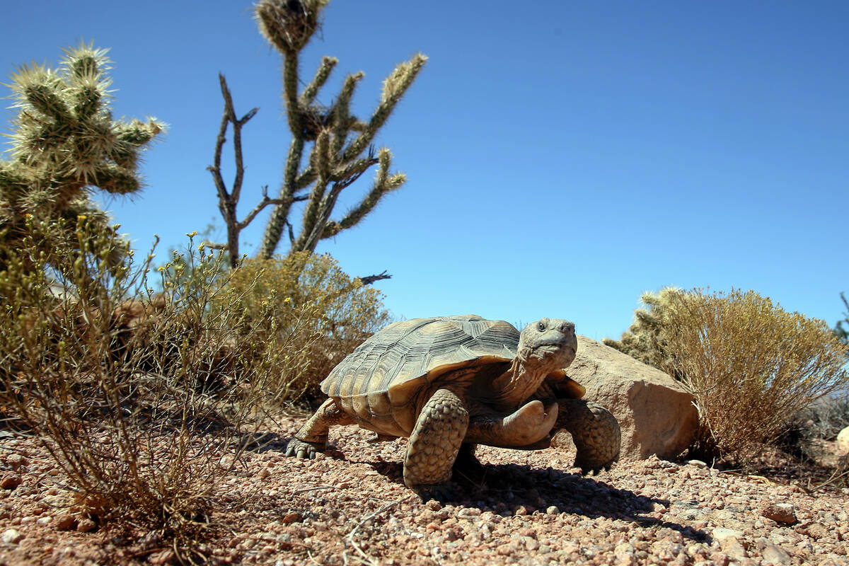 Mojave Max roams the Desert Tortoise Conservation Center in Las Vegas, Thursday Sept. 24, 2009. ...