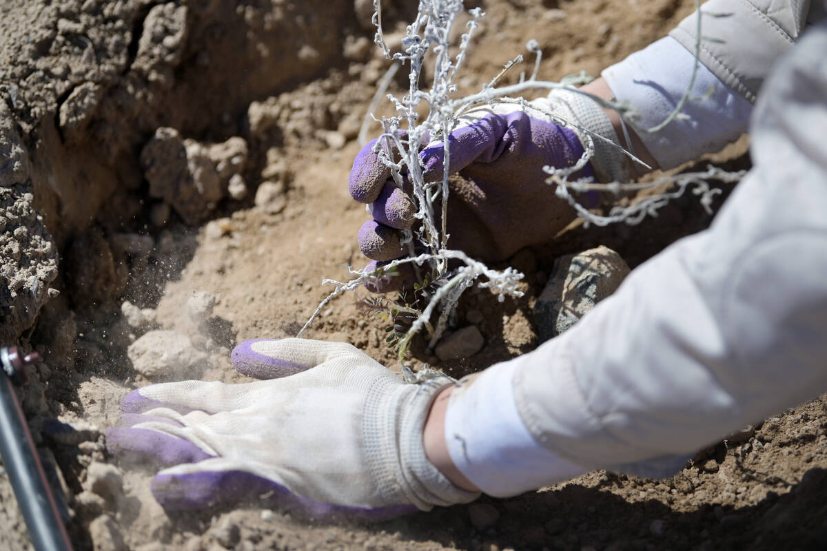 A volunteer plants a sage brush during the Las Vegas Wash Coordination Committee’s &#x20 ...