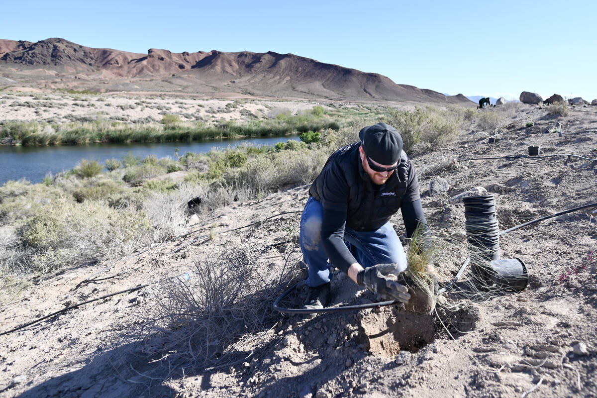 Chad Mosier buries a plant during the Las Vegas Wash Coordination Committee’s “Wa ...