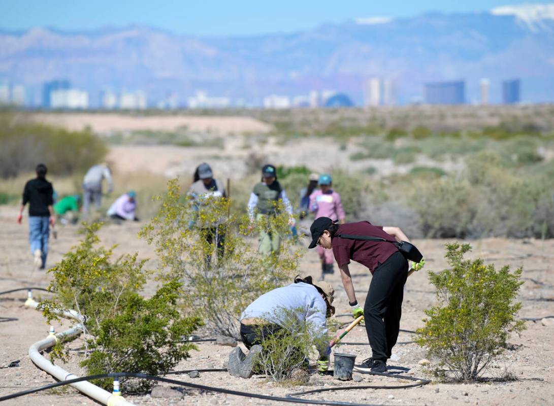 Volunteers take part in the Las Vegas Wash Coordination Committee’s “Wash Green-U ...