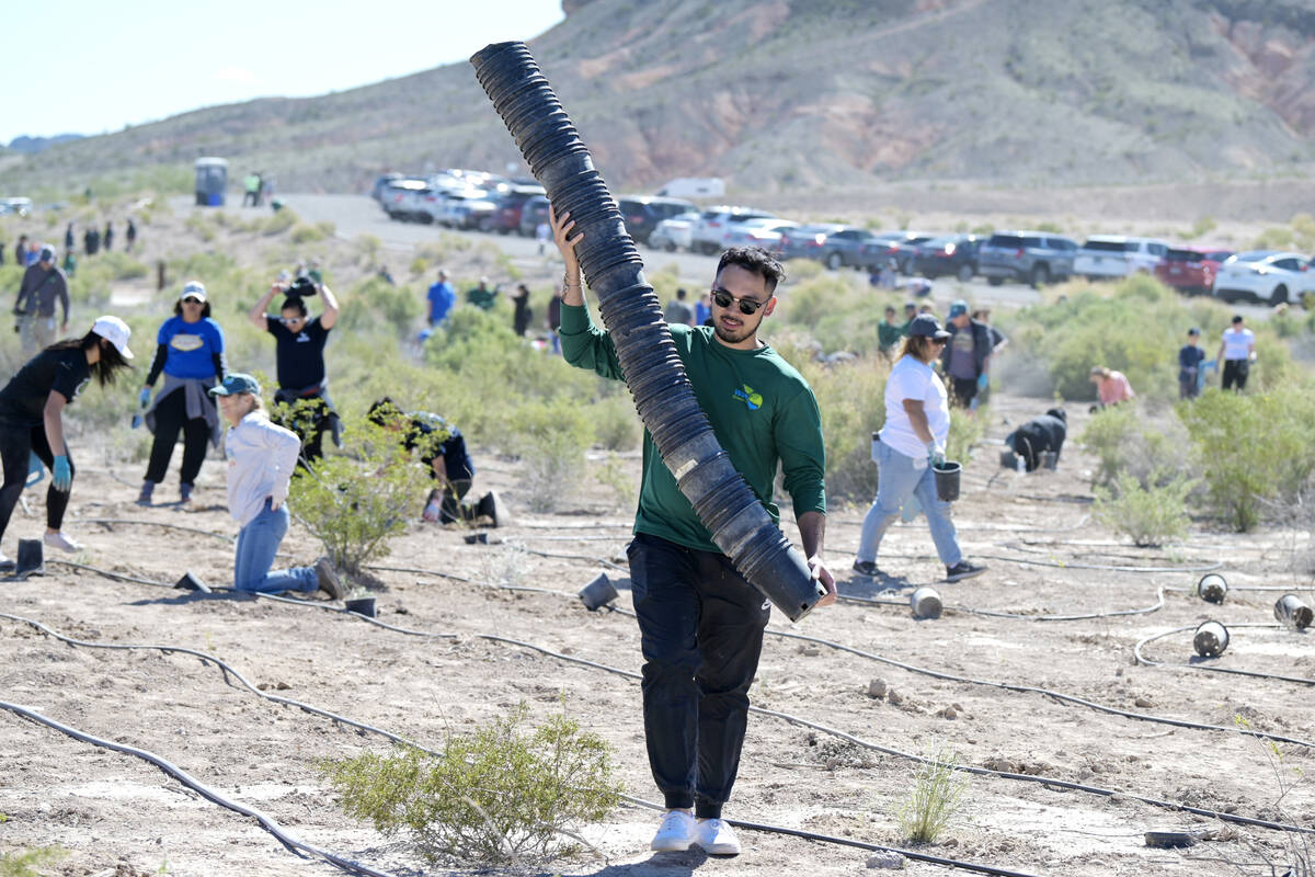 during the Las Vegas Wash Coordination Committee’s “Wash Green-Up” event S ...