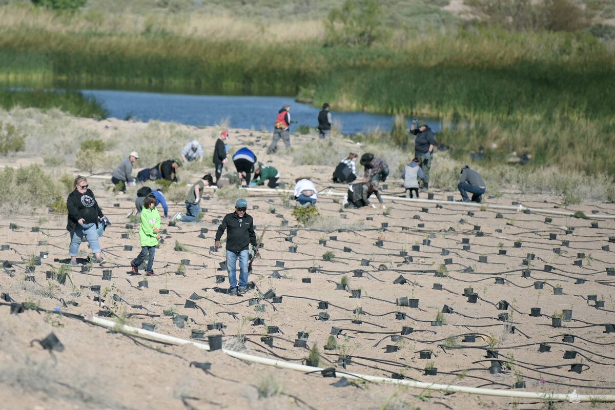 Volunteers take part in the Las Vegas Wash Coordination Committee’s “Wash Green-U ...