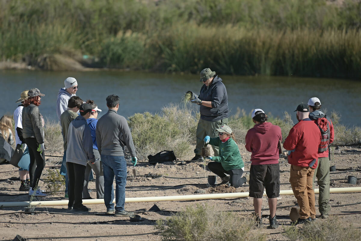 during the Las Vegas Wash Coordination Committee’s “Wash Green-Up” event S ...