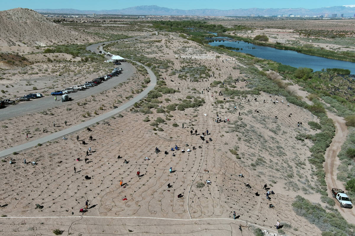 Volunteers take part in the Las Vegas Wash Coordination Committee’s “Wash Green-U ...