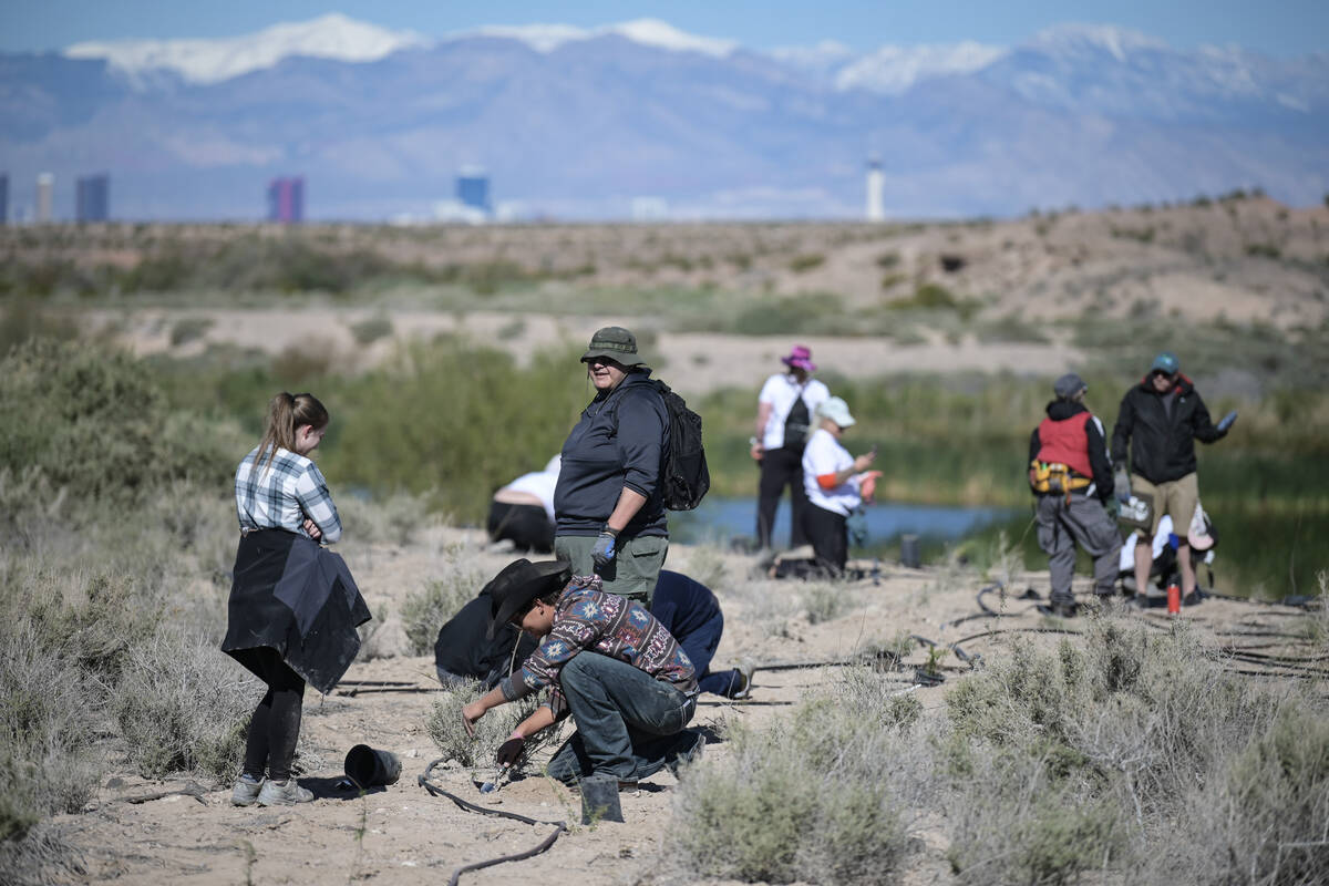 Volunteers take part in the Las Vegas Wash Coordination Committee’s “Wash Green-U ...
