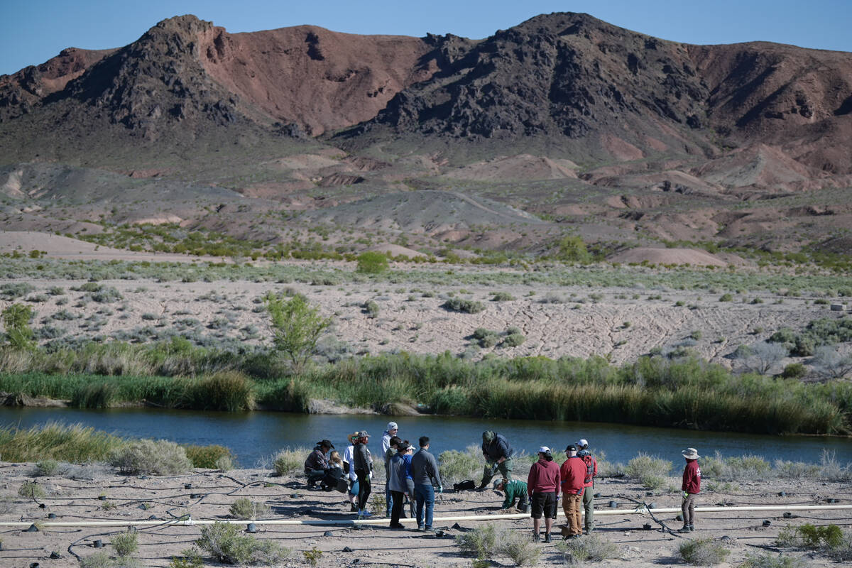 Volunteers take part in the Las Vegas Wash Coordination Committee’s “Wash Green-U ...