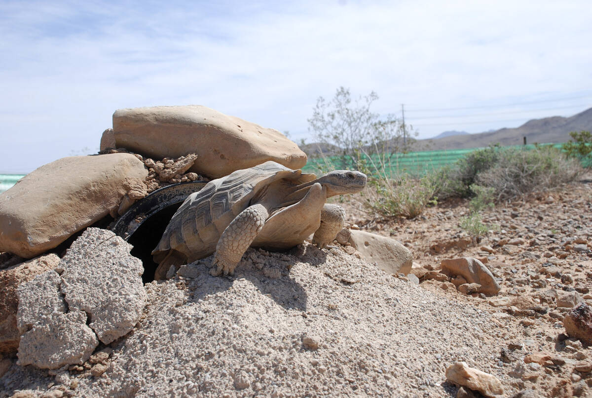 FILE*** COURTESY HANDOUT PHOTO The desert tortoise Mojave Max emerges from his den at the Des ...