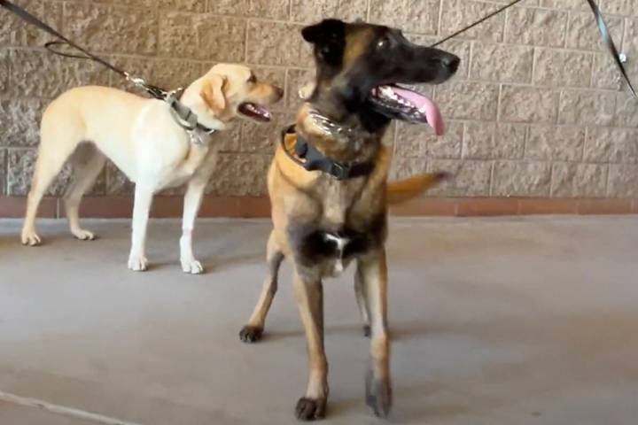 Peppermint, left, and Ace, members of the Clark County School District Police Department K-9 sq ...
