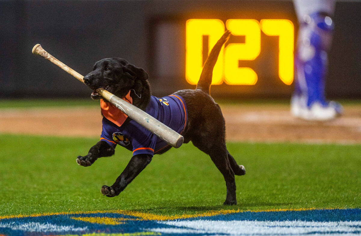 Finn the bat dog fetches one for the Aviators against the Oklahoma City Dodgers during the seco ...
