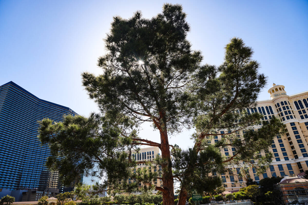 Trees in front of the Bellagio hotel-casino on the Strip in Las Vegas, Thursday, April 11, 2024 ...