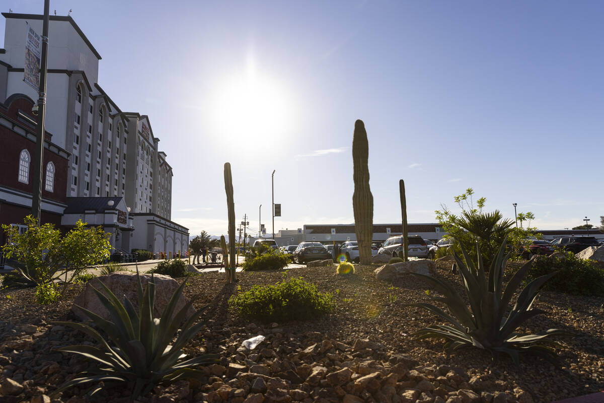 A saguaro cactus is seen outside of Arizona Charlie’s Decatur on Tuesday, April 16, 2024, in ...
