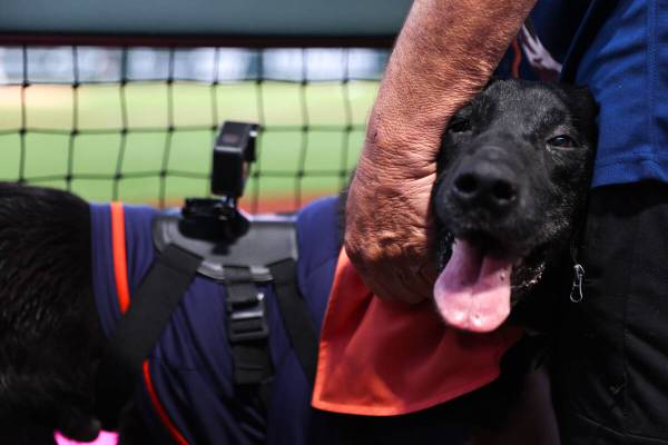 Finn the Bat Dog waits for a Las Vegas Aviators hit during his final inning as their bat dog at ...