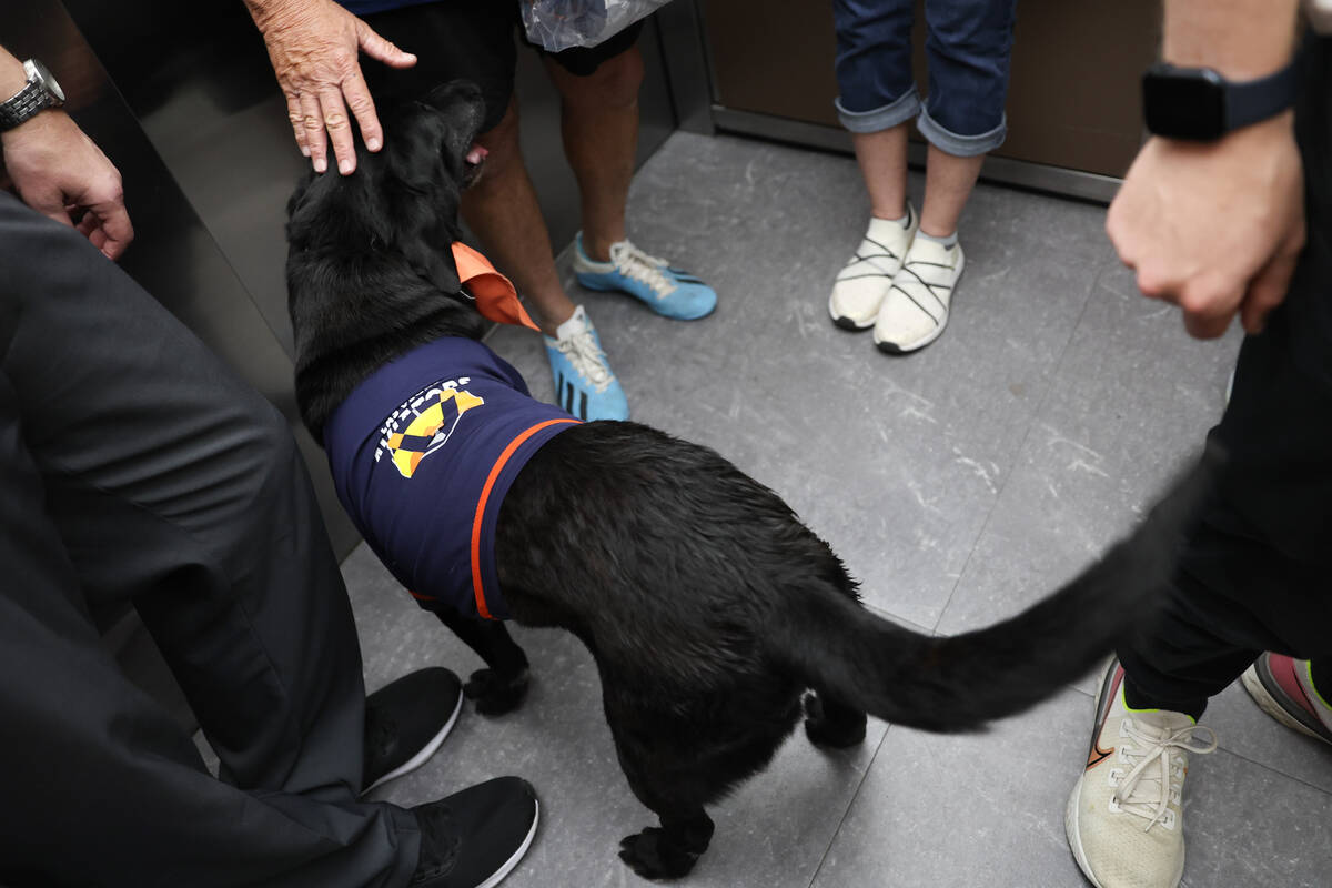 Finn the Bat Dog leaves the field after his final inning as the Las Vegas Aviators’ bat ...