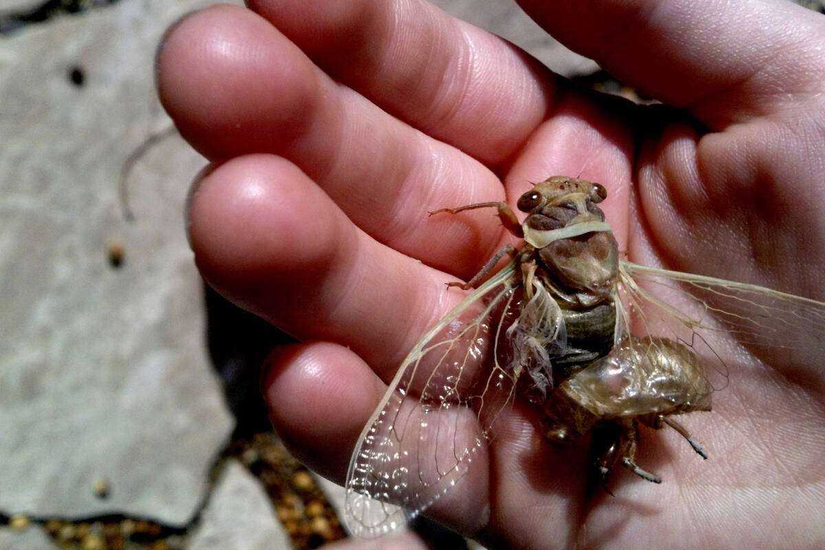 A molting cicada rests in the hand of a child on Tuesday, July 16, 2013 in Las Vegas. (Las Vega ...