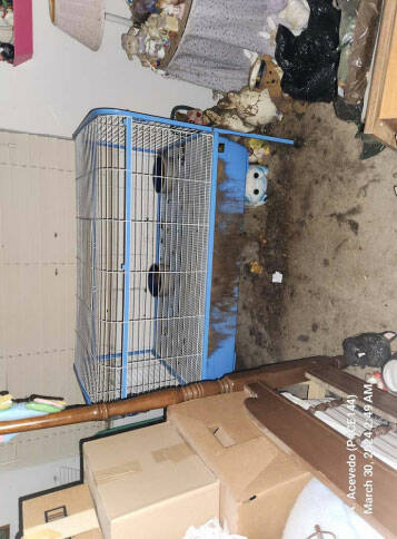 This photo provided by Clark County Animal Protection Services shows the conditions animals wer ...