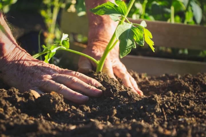 Working differently, adding some special tools and knowing your limits can help keep gardening ...